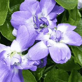 Виола душистая  Duchesse de Parme