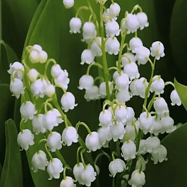 Ландыш майский Hofheim