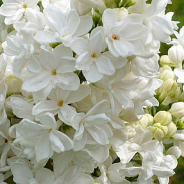 Сирень обыкновенная Мадам Лемуан