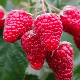 Малина обыкновенная Патриция