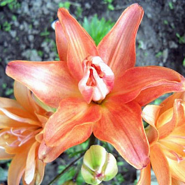 Лилия азиатская махровая Строберри Ванилла Лилия азиатская махровая Строберри Ванилла