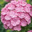 Гортензия крупнолистная Dancing Angel