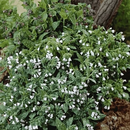 Медуница лекарственная Sissinghurst White