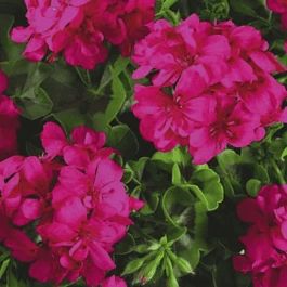 Пеларгония плющелистная Toscana Big5 Neon Pink