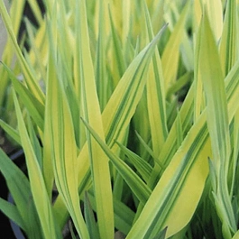 Фалярис тростниковый Arctic Sun