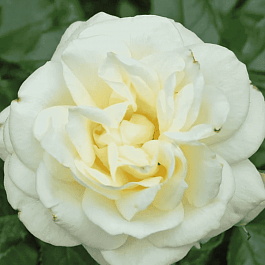 Роза флорибунда La Paloma