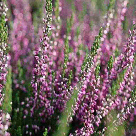 Вереск обыкновенный Liletta
