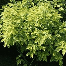 Дерен белый Spaethii