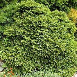 Ель обыкновенная Максвелли Ель обыкновенная Максвелли