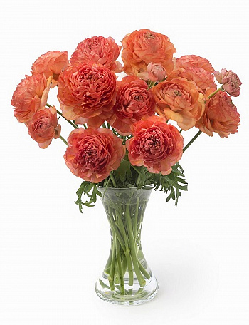 Лютик гибридный Романс Параду