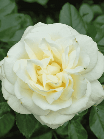 Роза флорибунда La Paloma