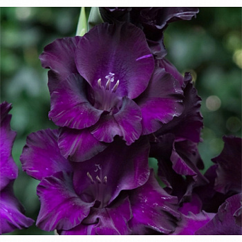 Гладиолус крупноцветковый Блэк Вельвет Гладиолус крупноцветковый Блэк Вельвет