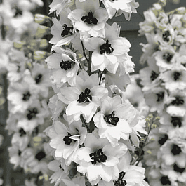 Дельфиниум  культурный M. F. White Dark Bee