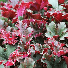 Гейхера Purple Petticoats