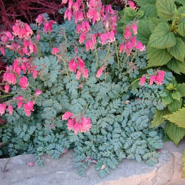 Дицентра красивая Кинг ов Хартс