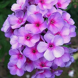 Флокс метельчатый Свиззл