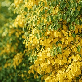 Древогубец круглолистный Hercules