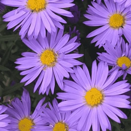 Астра ромашковая Rudolf Goethe