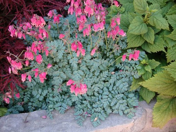 Дицентра красивая Кинг ов Хартс