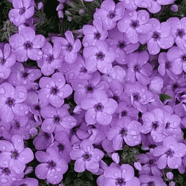 Флокс дугласа Eva