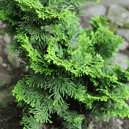 Кипарисовик тупой Brigitte