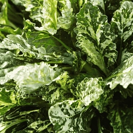 Живучка ползучая  Sparkler