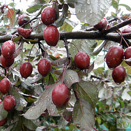 Слива растопыренная Нигра