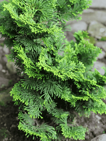 Кипарисовик тупой Brigitte