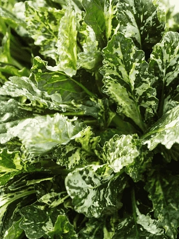 Живучка ползучая  Sparkler