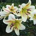 Лилия ОТ-гибрид Ормея Лилия ОТ-гибрид Ормея