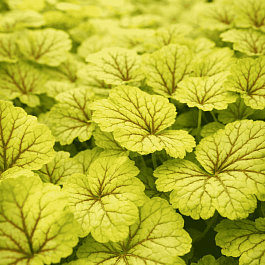 Гейхера Happy Moon