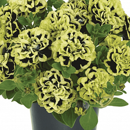 Петуния (сурфиния) Mystical  Midnight Gold