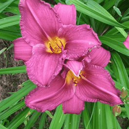 Лилейник Summer wine