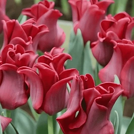 Тюльпан Red Dress
