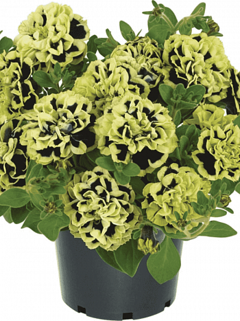 Петуния (сурфиния) Mystical  Midnight Gold