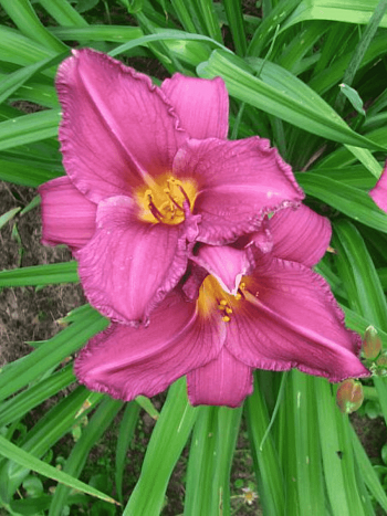 Лилейник Summer wine