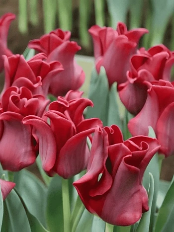 Тюльпан Red Dress