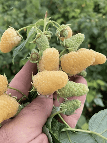 Малина Светлячок