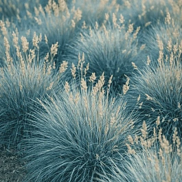 Овсяница сизая Freddy