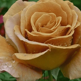 Роза чайно-гибридная Honey Dijon