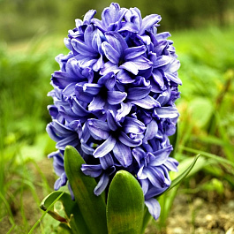 Гиацинт садовый Аида
