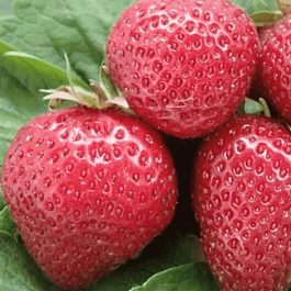 Земляника садовая Флоренс