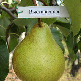 Груша плодовая Выставочная