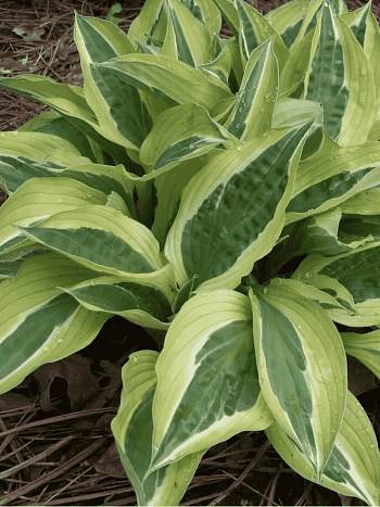 Хоста Hanky Panky