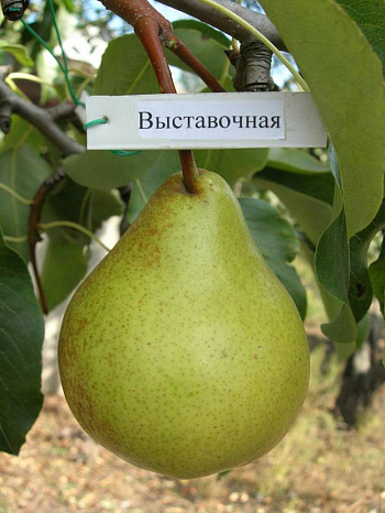 Груша плодовая Выставочная