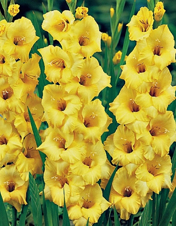 Гладиолус Nova Lux