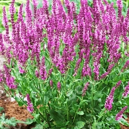 Шалфей дубравный Sensation Rose