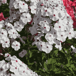 Флокс метельчатый Очаровательные глазки