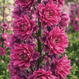 Дельфиниум гибридный Flamenco