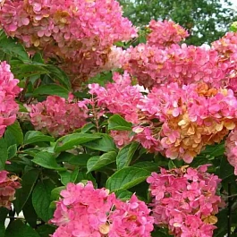 Гортензия метельчатая Early Sensation